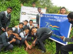 Tree Plantation